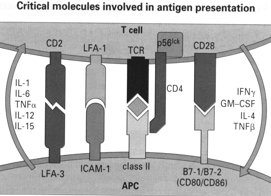 Critical Molecules in Antigen Presentation LFA-3/LFA-1, adhesion molecules. CD28, co-stimulatory molecule that bind B7-1 or B7-2.