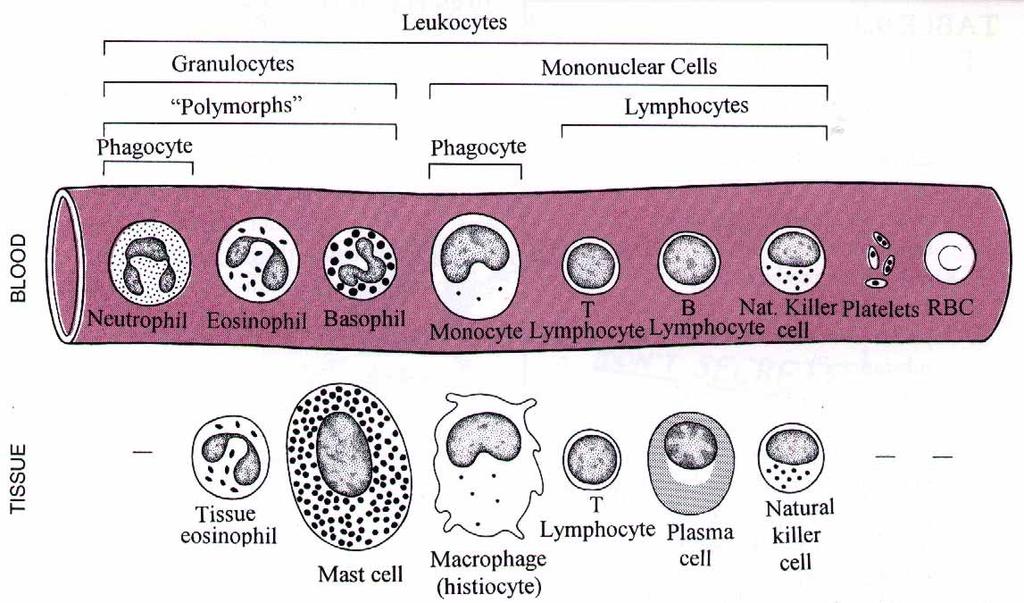Nomenclature of Immune Cells