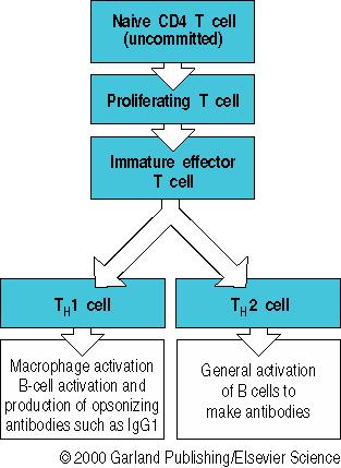 T helper1 (Th1): T Helper Cells Functional Subclasses Aid in cellular immunity.