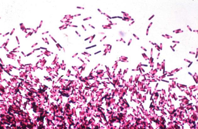 C. difficile Spore forming, anaerobic gram-positive bacillus 15-30% of all