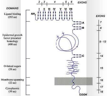 Control of plasma LDL- cholesterol levels: Key role of the cellular LDL receptor http://www.iemrams.spb.ru/english/molgen/fh-en/domain-e.htm.
