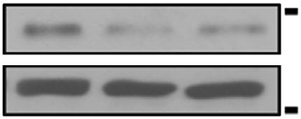 One representative western blot result is shown in each case (nz3).