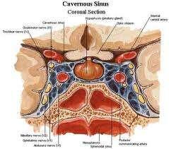 Pituitary/Optic Chiasm Anatomy Chiasm derived from Greek letter chi (x) Optic chiasm is a flattened structure situated approx 10mm above