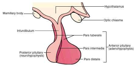 Anatomy Pituitary infundibulum arises from hypothalamus behind the chiasm, extends to posterior lobe