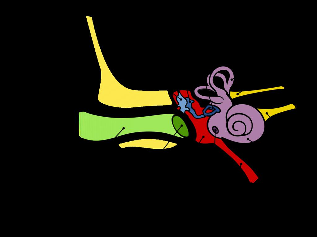 The middle ear contains the body s three smallest bones and two of the smallest muscles The bones are stimulated by movement of the ear drum The muscles are responsible for proper tension between the