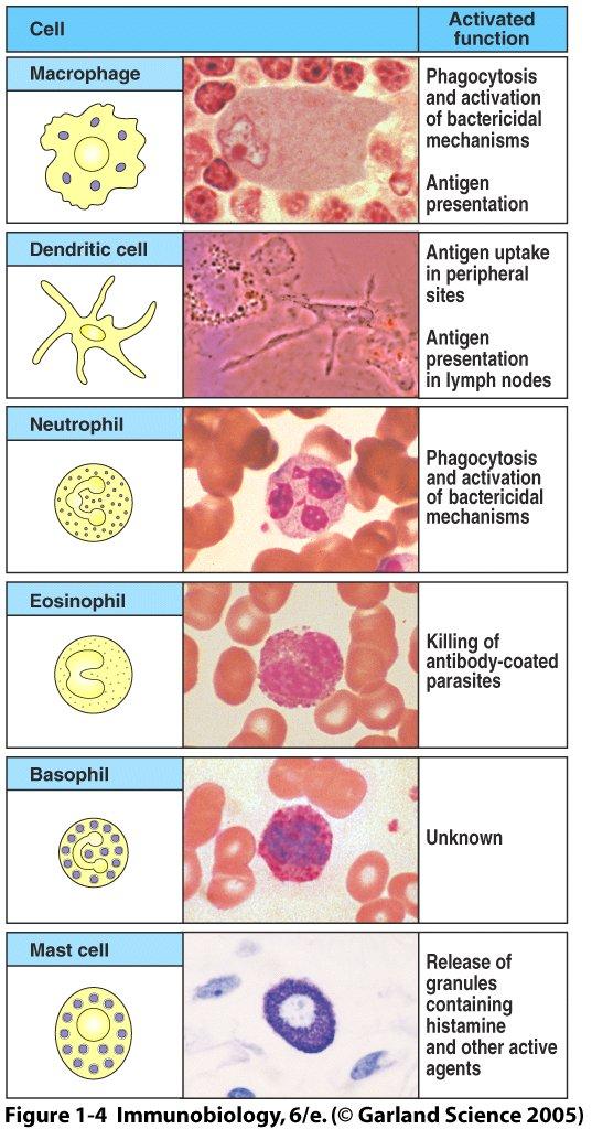 Myeloid cells of