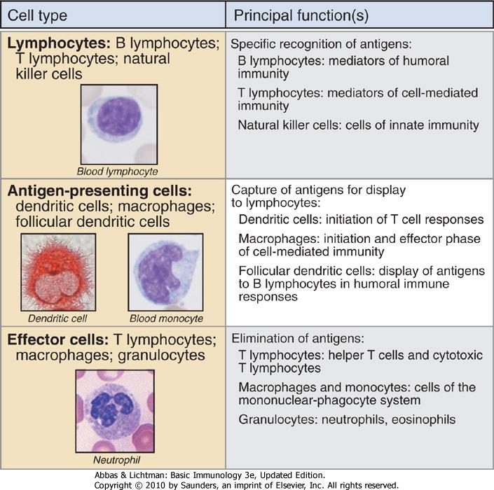 Principal cells of the