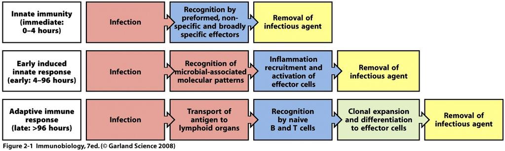 The 3 phases of an immune response to infection
