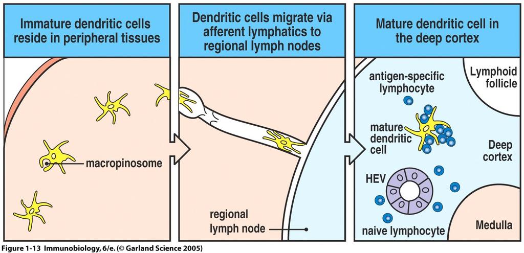 Dendritic cells initiate