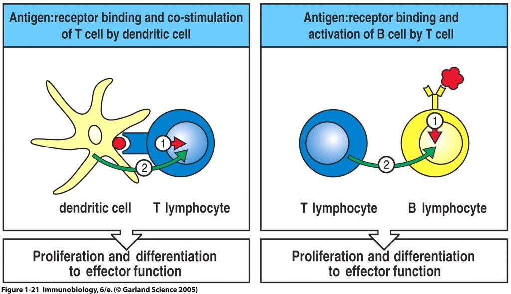 Lymphocyte activation requires two