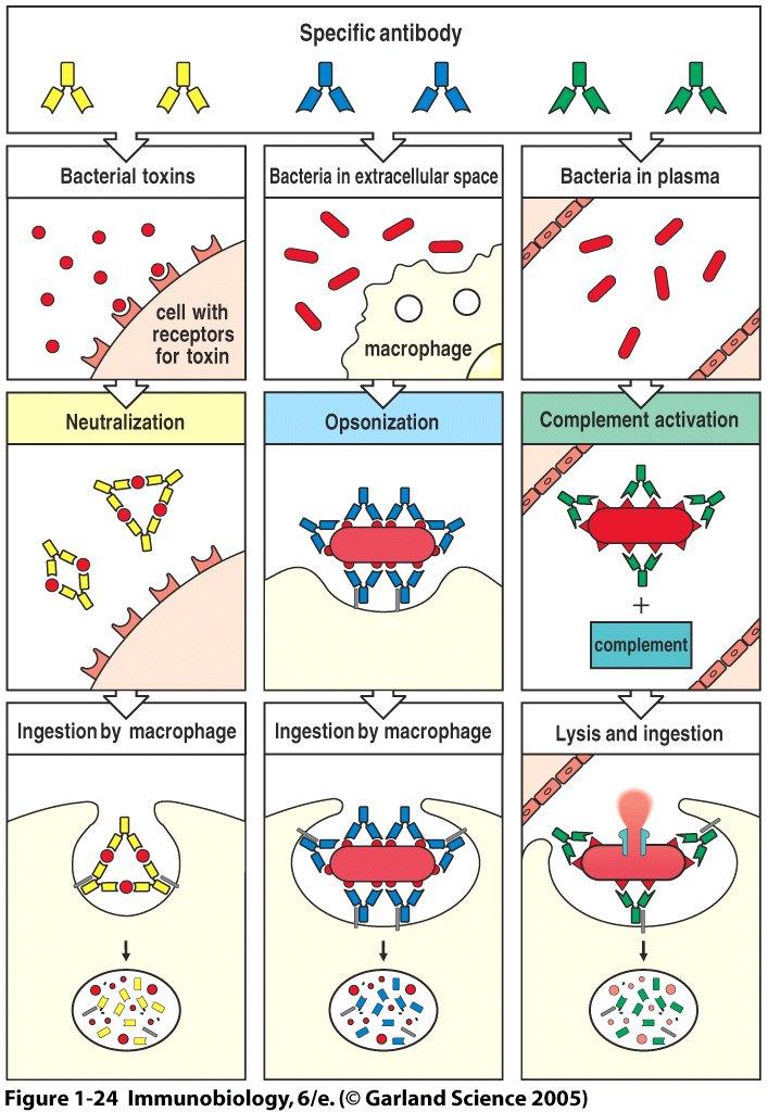 Antibodies eliminate extracellular pathogens and their
