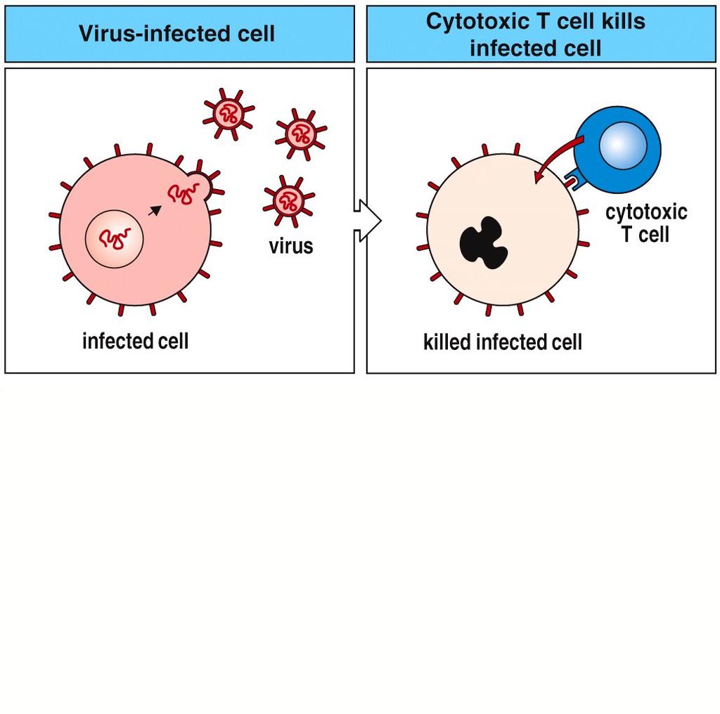 Cytotoxic T