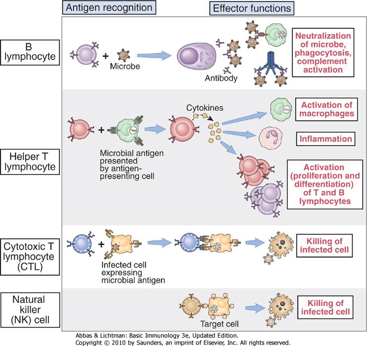 Classes of lymphocytes and their functions Helper T lymphocytes