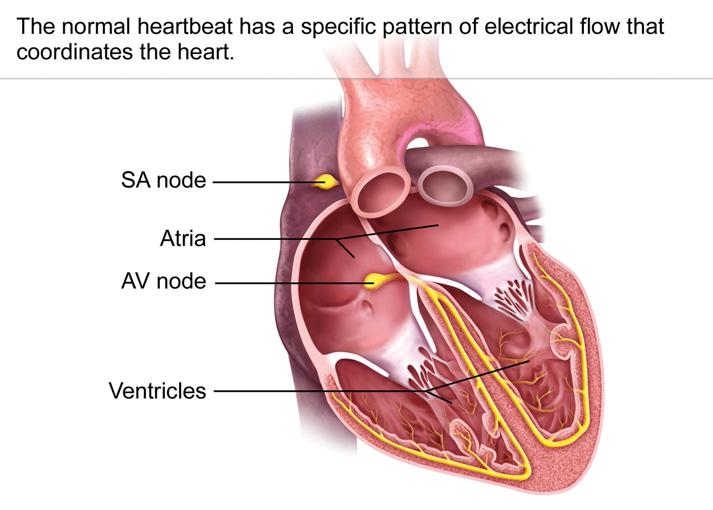 WHAT IS ATRIAL FLUTTER (AFL)? The electrical system of the heart is the power source that makes the heart beat.