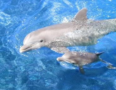 The Fetus being formed inside mother's stomach Baby dolphin with mom mother stays with its baby for more than 1 year until the calf will be between 3 to 8 years old.