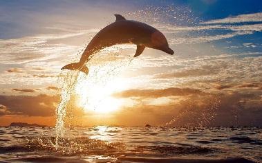 Interesting websites: http://www.dolphins-world.com/ Splashing for some more? http://everythingdolphins.
