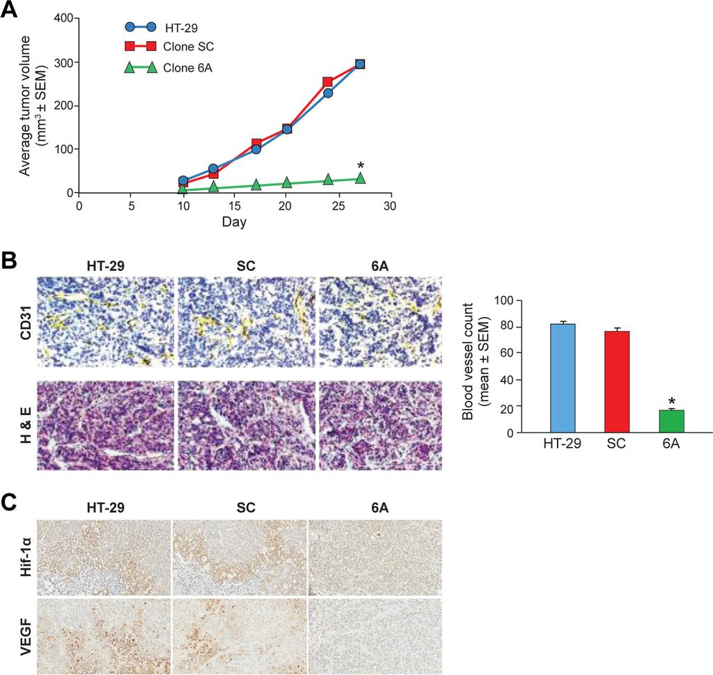Figure 9. Decreased NOX1 expression in HT-29 cells diminishes tumor growth, blood vessel formation, and expression of HIF-1 and VEGF in xenografts in athymic mice.