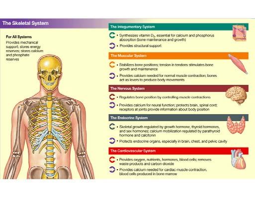 Chapter 7.1 Skeletal System Objective- Read 7.1 and understand that bones are alive and multifunctional. Introduction: A. Bones are very active tissues B.