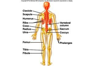 12 and locate and identify the bones and the major features of the skull, vertebral column, thoracic