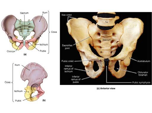 the sacrum; it supports the trunk of the body on the