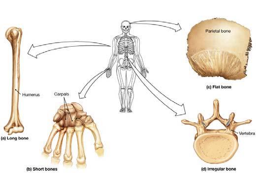able to describe in detail the parts of long bone and