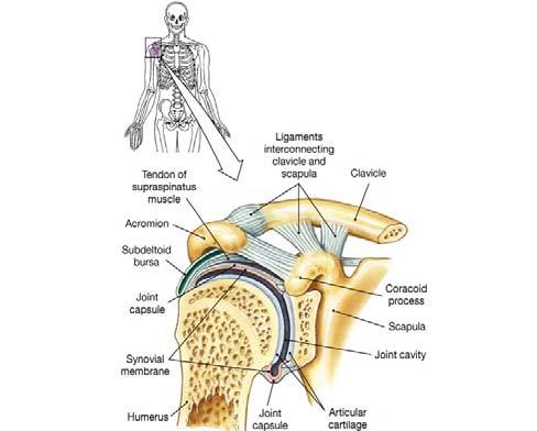 G. Synovial Joints 1.