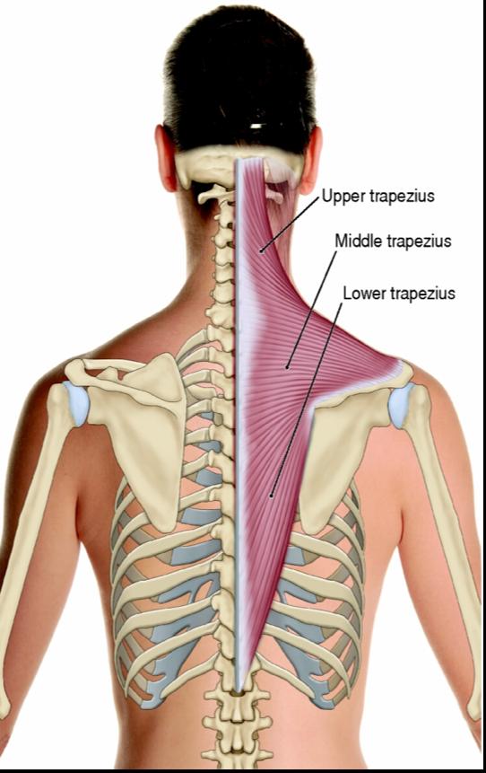 NAME THE MUSCLE IN THE PICTURE TRAPEZIUS What are the origins?