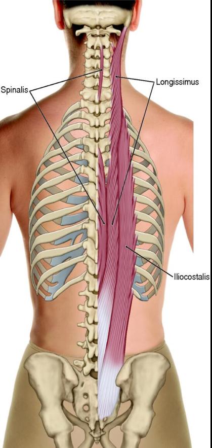 IN THE PICTURE Latissimus Dorsi What is the insertion? Medial lip of the bicipital groove of the humerus What are the actions?