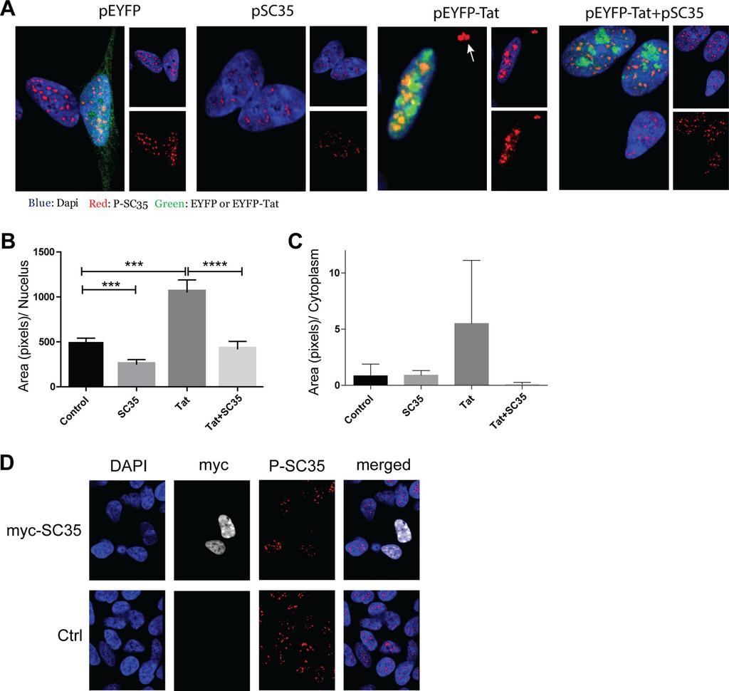 FIGURE 7. Effects of Tat on SC35 phosphorylation in human SH-SY5Y cells.