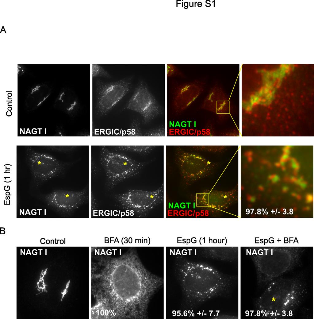 Figure S1. EspG fragments Golgi into perinuclear structures near p58 clusters, related to Figure 1.