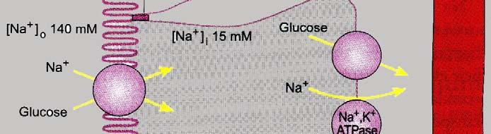 The reabsorption of glucose in the