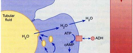 The control of H 2 O uptake by ADH in the distal tubule and collecting duct: 27 Plasma crystal osmotic pressure + Osmoreceptor ADH