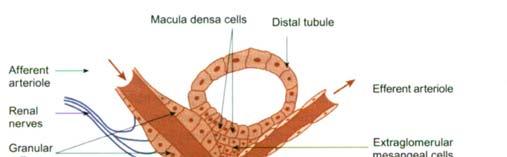 Macula densa cells Granular cells 9 Kidney and