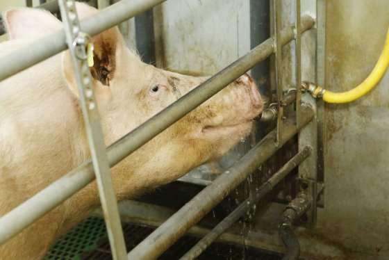 In sows, zealarenone and its metabolites target the reproductive system and oestrogen tissues.