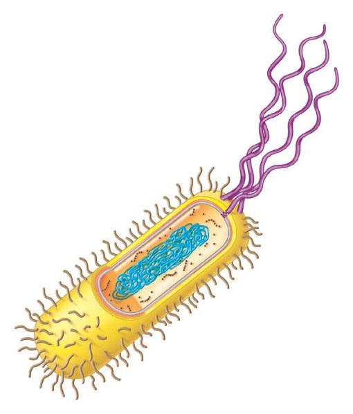 Prokaryotic cells are small, relatively simple cells That do not have a membrane-bound nucleus You should recall all the bits from Gr 11