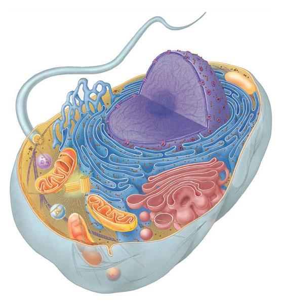 There are two types of Eukaryotic cells: animal and plant A typical animal cell contains a variety of membranous organelles Types of Eukaryotic Rough endoplasmic reticulum Smooth endoplasmic
