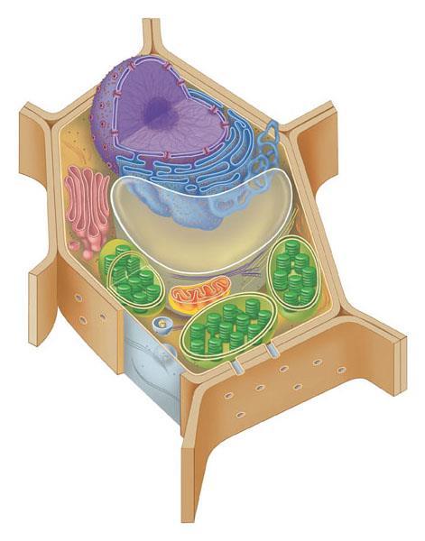 Types of Eukaryotic Cells A typical plant cell has some structures that an animal cell lacks Such as chloroplasts, a rigid cell wall and a central vacuole Nucleus Golgi apparatus Rough endoplasmic