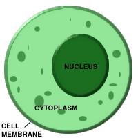 All other organelles found here Defined by cell membrane