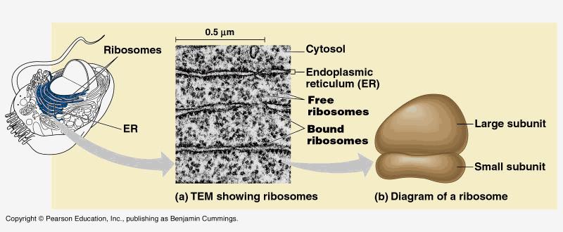 2 Types of Ribosomes Free Floating Make proteins for cell use