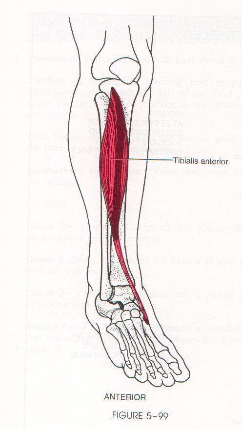Foot Dorsiflexion and Inversion: Tibialis Anterior Origin: Lateral condyle & prox. ½ of lateral surf. of tibia. Interosseus membrane, deep fascia and intermucular sceptum.