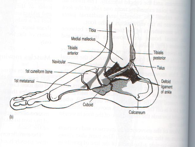 Foot Dorsiflexion and Inversion: Tibialis Anterior ROM : 20 Limited ROM by: Tension of the lateral tarsal