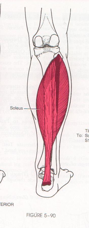 Ankle Plantar Flexion: Gastrocnemius and Soleus ROM: 0 to 40-45 A. Soleus: Origin: Posterior of head of fibula and proximal1/3 of its body.