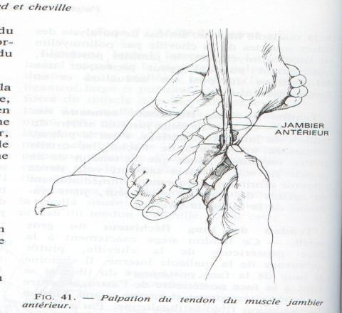 Foot Dorsiflexion & Inversion: Tibialis Anterior Effects of weakness: Decrease of the ability to dorsiflex the ankle and allows tendency towards the foot eversion.