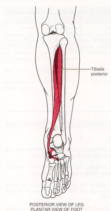 Foot Inversion from Plantar Flexion: Tibialis Posterior Origin: Most of interosseus membrane. Lat. posrtion of posterior surface of tibia. Prox. 2/3 of medial surface of fibula.