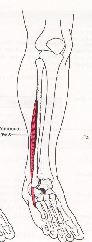 Foot Eversion from plantar flexion: Peroneus longus & brevis. Peroneus Brevis: Origin: Distal 2/3 of lateral surface of tibia. Adjacent intermuscular septa.