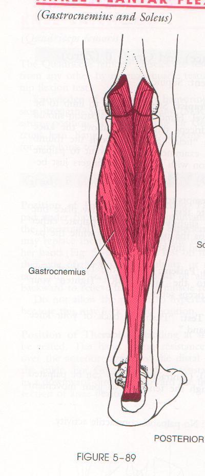 Ankle Plantar Flexion: Gastrocnemius and Soleus B. Gastrocnemius: Origin: Medial Head: Proximal & posterior of part of medial condyle of femur. Capsule of knee joint.