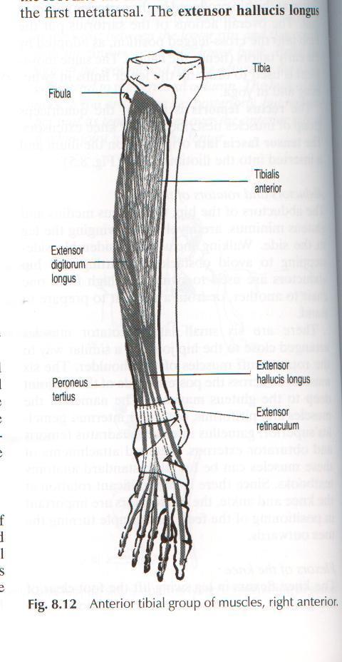 Foot Eversion from plantar flexion: Peroneus longus & brevis. Accessory muscles: Extensor Digitorum Longus Peroneus Tertius (evert.