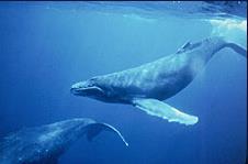 Bat, Dolphin and Whale Communication Sound travels well through the