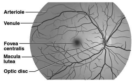 iris Internal layer (tunica interna) = retina and optic nerve