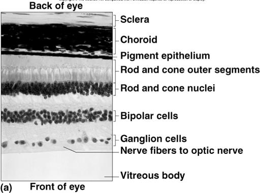 Histology of the Layers of Retina Cone and Rod Cell Details